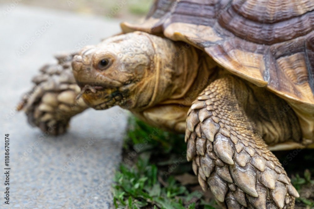 A majestic Sulcata tortoise crawls leisurely across a vibrant green lawn, its textured shell showcasing intricate patterns that highlight its natural beauty A majestic Sulcata tortoise crawls leisurely across a vibrant green lawn, its textured shell showcasing intricate patterns that highlight its natural beauty