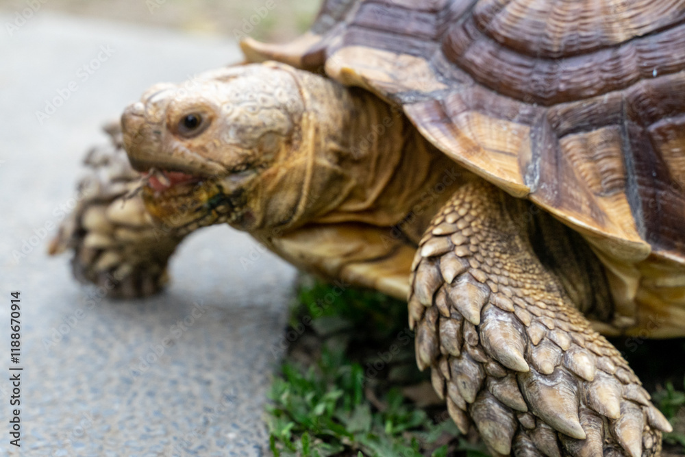 A majestic Sulcata tortoise crawls leisurely across a vibrant green lawn, its textured shell showcasing intricate patterns that highlight its natural beauty A majestic Sulcata tortoise crawls leisurely across a vibrant green lawn, its textured shell showcasing intricate patterns that highlight its natural beauty