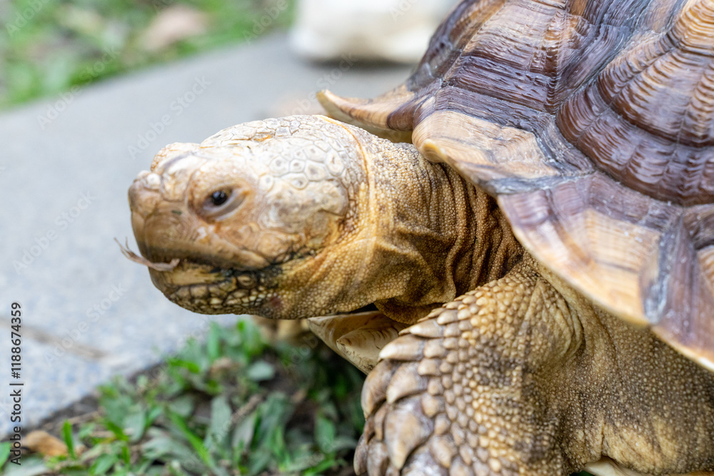 A majestic Sulcata tortoise crawls leisurely across a vibrant green lawn, its textured shell showcasing intricate patterns that highlight its natural beauty A majestic Sulcata tortoise crawls leisurely across a vibrant green lawn, its textured shell showcasing intricate patterns that highlight its natural beauty
