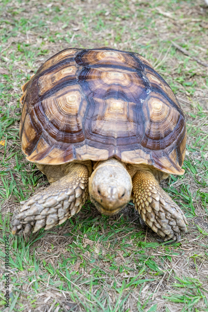 A majestic Sulcata tortoise crawls leisurely across a vibrant green lawn, its textured shell showcasing intricate patterns that highlight its natural beauty A majestic Sulcata tortoise crawls leisurely across a vibrant green lawn, its textured shell showcasing intricate patterns that highlight its natural beauty
