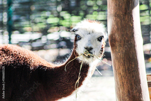 Alpaca Vicugna pacos brown wool animal on farm. Portrait