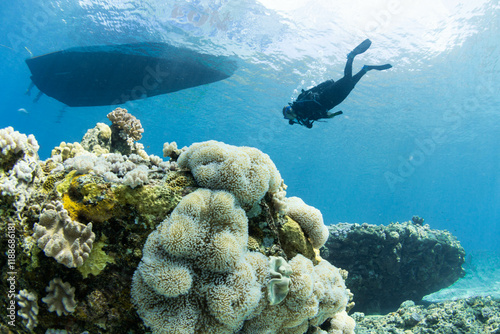 Fototapeta Naklejka Na Ścianę i Meble -  Diver under boat and beautiful corals, coin de mire Mauritius 