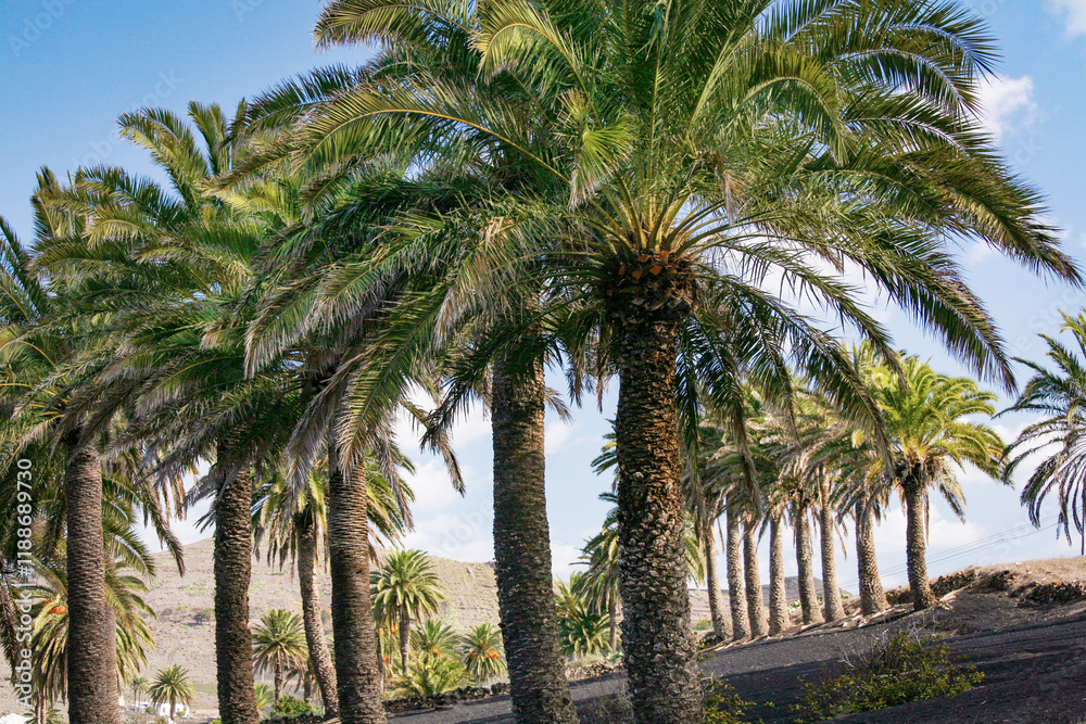 Obraz premium Valley of a Thousand Palms, Lanzarote, Canary Islands