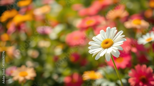 A single daisy stands out in a vibrant field of colorful blossoms, bathed in sunlight.