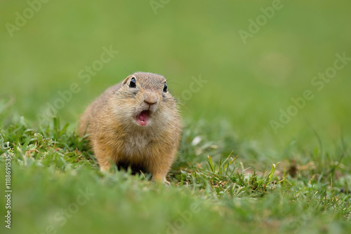 Fényképezés Surprised and stunned European ground squirrel, Spermophilus citellus, with ligh