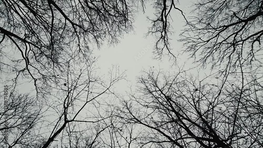 Bare trees with gnarled branches stand silhouetted against an overcast sky. The upward camera angle captures the essence of a melancholic autumn forest. Bare trees with gnarled branches stand silhouetted against an overcast sky. The upward camera angle captures the essence of a melancholic autumn forest.