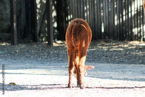 Alpaca Vicugna pacos brown back. Wool animal on farm