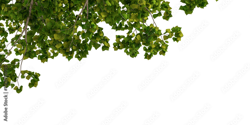 Tropical leaves isolated on white Tropical leaves isolated on white