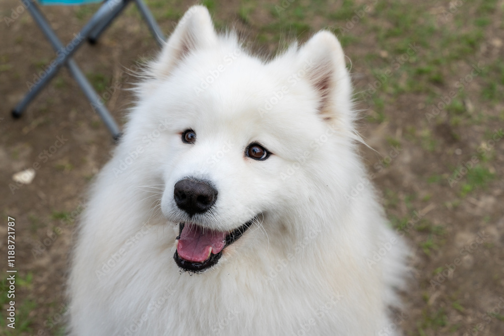 a Samoyed dog enjoying its time on a lush green lawn. The fluffy white coat of the Samoyed shines brightly under the natural sunlight, perfectly complementing the vibrant greenery around a Samoyed dog enjoying its time on a lush green lawn. The fluffy white coat of the Samoyed shines brightly under the natural sunlight, perfectly complementing the vibrant greenery around