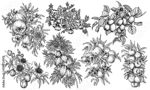 Vector set of 7 branches of tropical fruits. Pomegranate, passion fruit, papaya, fig, kiwi, tangerine, orange. Organic farm. Growing exotic fruits. Illustration for grocery and fruit stores