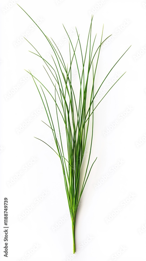 Fresh Green Grass Blades Isolated on White Background Simple Nature Minimalist Design Element Fresh Green Grass Blades Isolated on White Background Simple Nature Minimalist Design Element