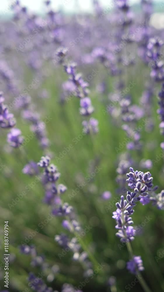 Lavender Field in Soft Focus Lavender Field in Soft Focus