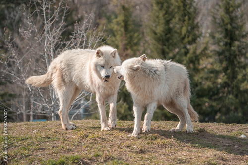Wolves in the woods