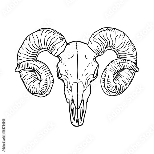 detailed line drawing of a animal skull	