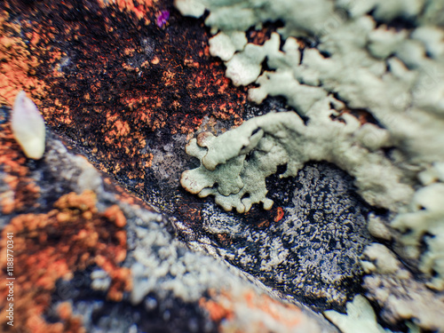 Extreme macro photography of crustose and foliose lichen on a stone, captured in a farm near the colonial town of Villa de Leyva in central Colombia. photo