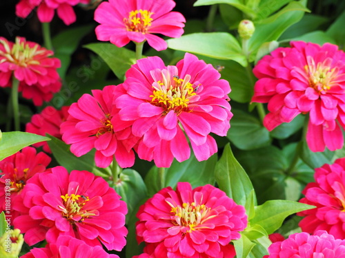 Deep pink Zinnia blooming in the garden. Scientific name: Zinnia violacea Cav. Flowers are in clusters, both single and double, Inner petals with yellow tubular petals. Flower called youth-and-old-age photo