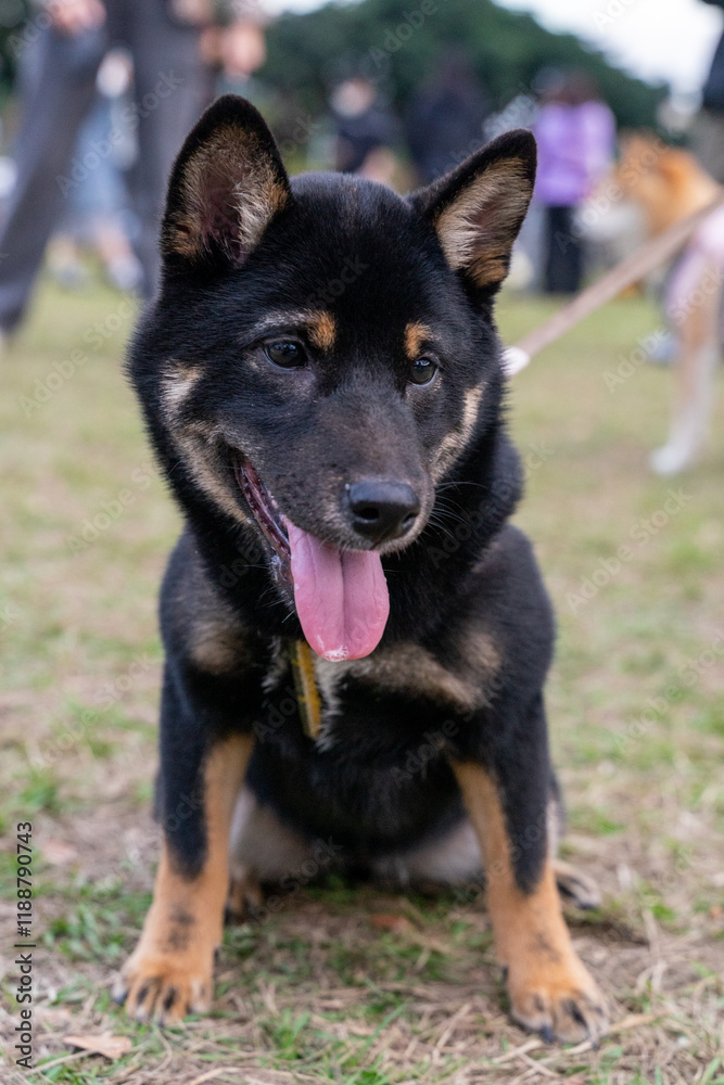A lively black Shiba Inu is seen playing on a vibrant green lawn, radiating energy and joy. Its sleek black coat, curled tail, and expressive eyes capture the breed's unique charm and spirited A lively black Shiba Inu is seen playing on a vibrant green lawn, radiating energy and joy. Its sleek black coat, curled tail, and expressive eyes capture the breed's unique charm and spirited