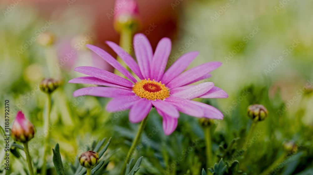Purple daisy flower blooming in a garden Purple daisy flower blooming in a garden