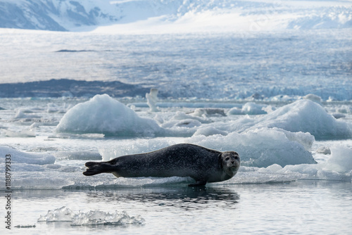 Принти на полотні seals resting on the ice on the jokulsarlon glacier