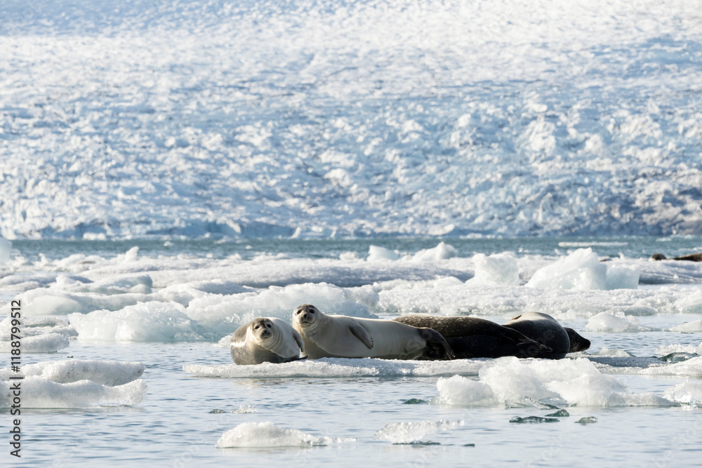 Fototapeta premium seals resting on the ice on the jokulsarlon glacier