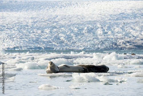 seals resting on the ice on the jokulsarlon glacier photo