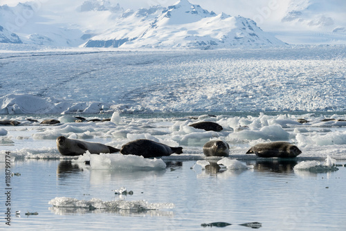 seals resting on the ice on the jokulsarlon glacier