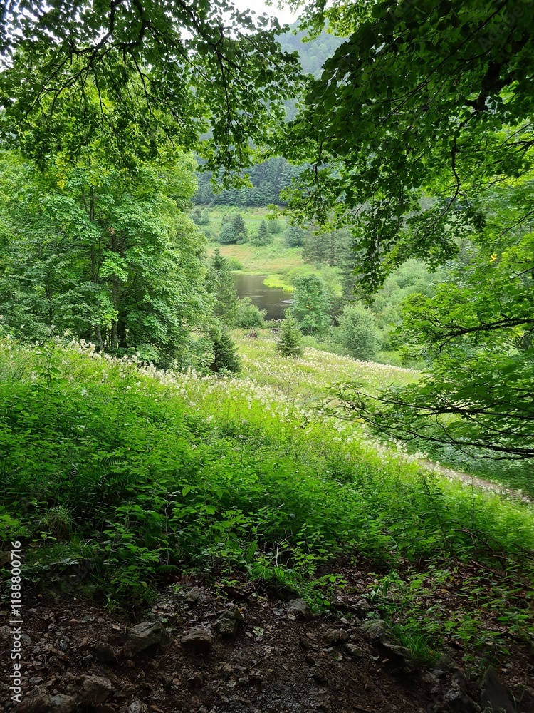 Fototapeta premium Paysage verdoyant de montage dans le massif des Vosges