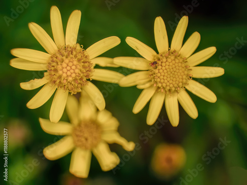 Canvastavla Close-up photography of senecio inaequidens flowers, captured early in the morning in a garden in the eastern Andean mountains of central Colombia