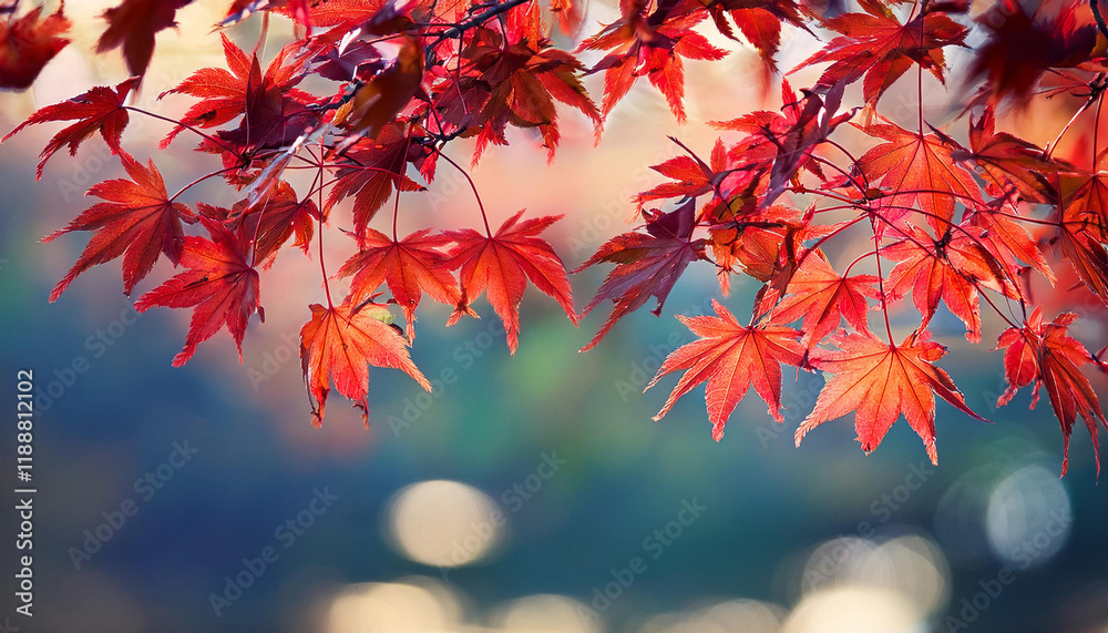red maple leaves on the branches red maple leaves on the branches