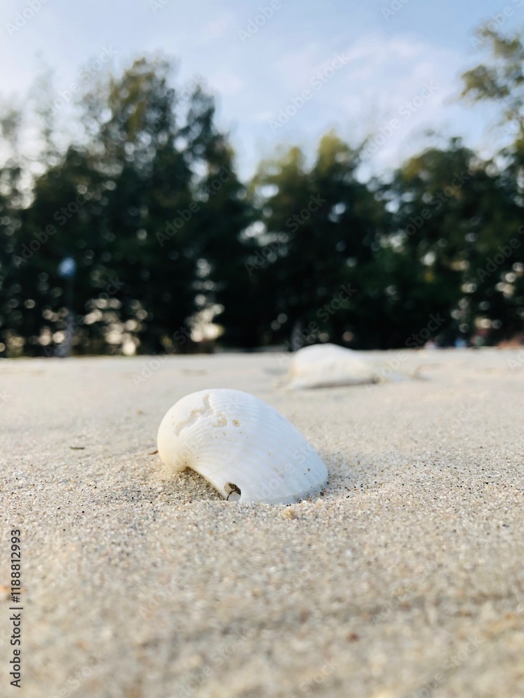 seashell on the beach,beetle on the beach,Child from drying on the beach,Fine Granulated Beach The white sand beach is super natural and chill, Hermit crab footprints, small crabs in shells seashell on the beach,beetle on the beach,Child from drying on the beach,Fine Granulated Beach The white sand beach is super natural and chill, Hermit crab footprints, small crabs in shells