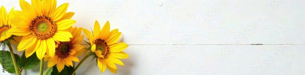 Obraz premium Vibrant yellow sunflowers, rustic white backdrop, arrangement, blossoms
