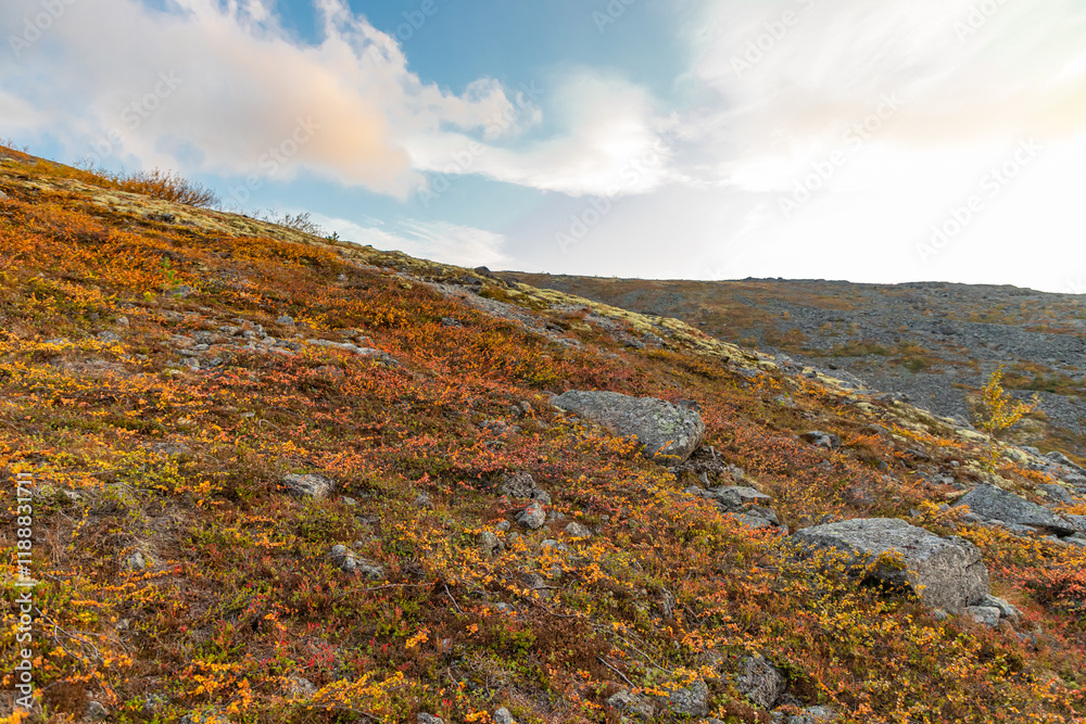 Autumn view of tundra arctic vegetation, growing berries, moss and grass. Green nature background.