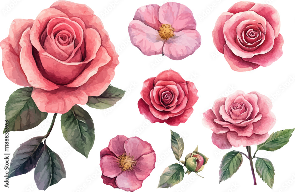 Fototapeta premium pink roses on white