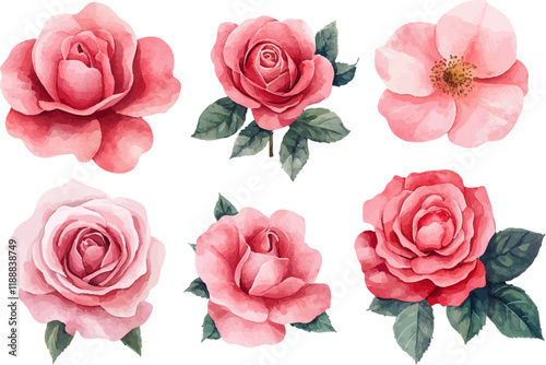 set of pink roses