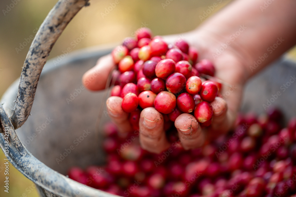 Close up hand harvest red ripe coffee seed robusta arabica berry harvesting coffee farm. Hand people harvest coffee bean ripe Red berries plant fresh seed coffee tree growth in green eco organic farm Close up hand harvest red ripe coffee seed robusta arabica berry harvesting coffee farm. Hand people harvest coffee bean ripe Red berries plant fresh seed coffee tree growth in green eco organic farm