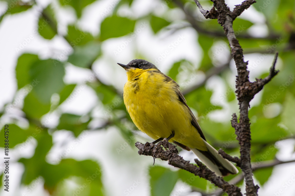 Fototapeta premium Western yellow wagtail