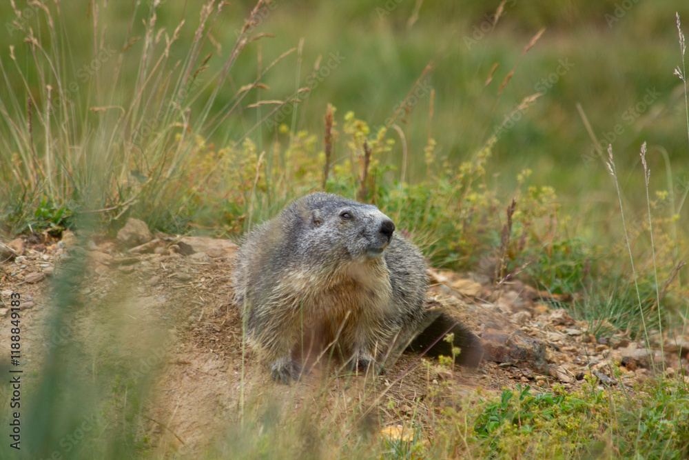 Naklejka premium A groundhog nestled in the midst of a mountain landscape shows off its natural beauty. This alpine inhabitant is a symbol of wildlife living in harmony with the surrounding high mountain world.