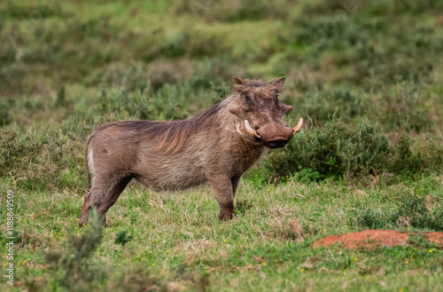 Portrait of a warthog with big teeth in green veld