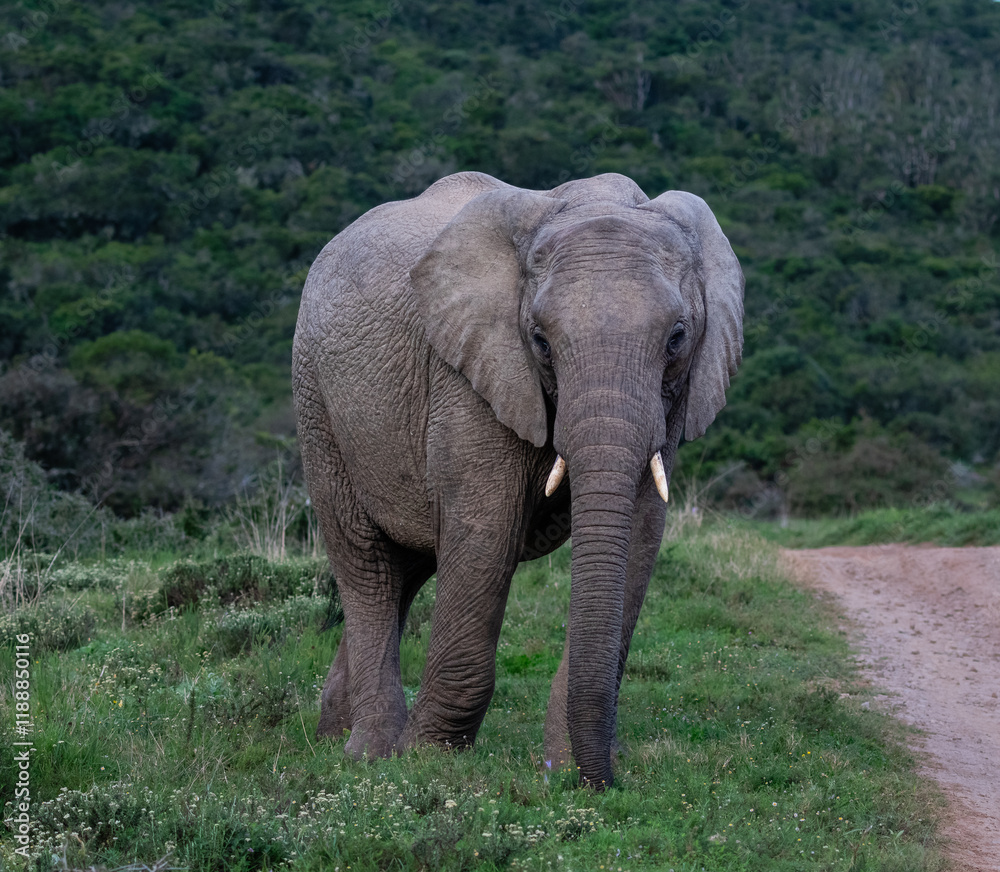 Obraz premium Frontal view of a big elephant walking