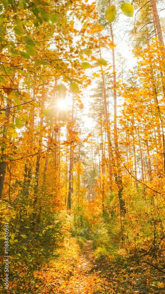 Change Season From Green Summer To Yellow Colors of Autumn Forest Landscape. Sunset Time lapse Timelapse Beautiful Sun Sunshine In Autumn Woods. Sunlight Shine Through Foliage In Trees Woods. Fall Change Season From Green Summer To Yellow Colors of Autumn Forest Landscape. Sunset Time lapse Timelapse Beautiful Sun Sunshine In Autumn Woods. Sunlight Shine Through Foliage In Trees Woods. Fall