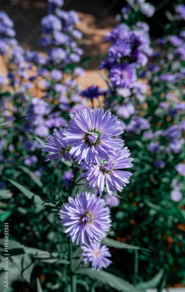 Obraz premium flowers in the garden