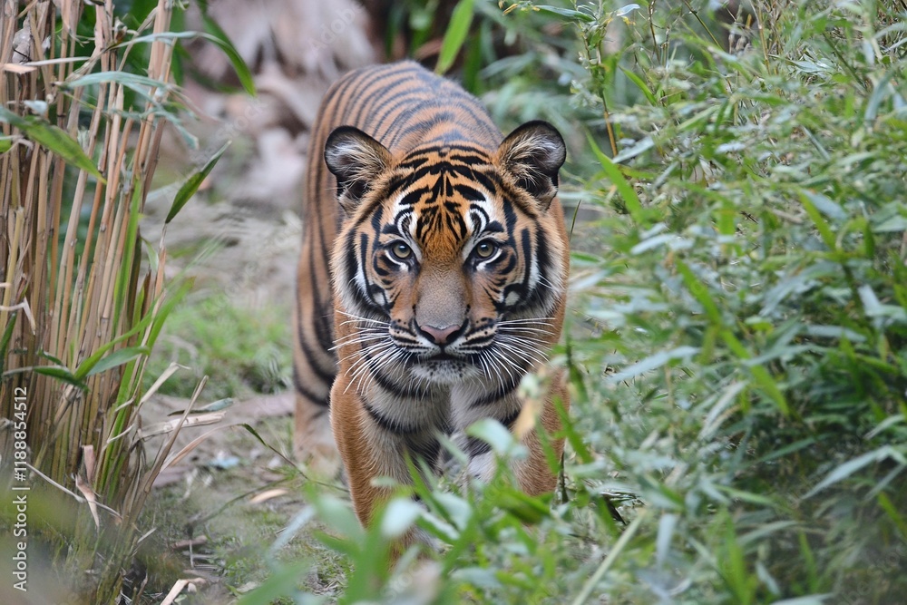 Fototapeta premium Sumatran tiger staring into the lens. with generative ai