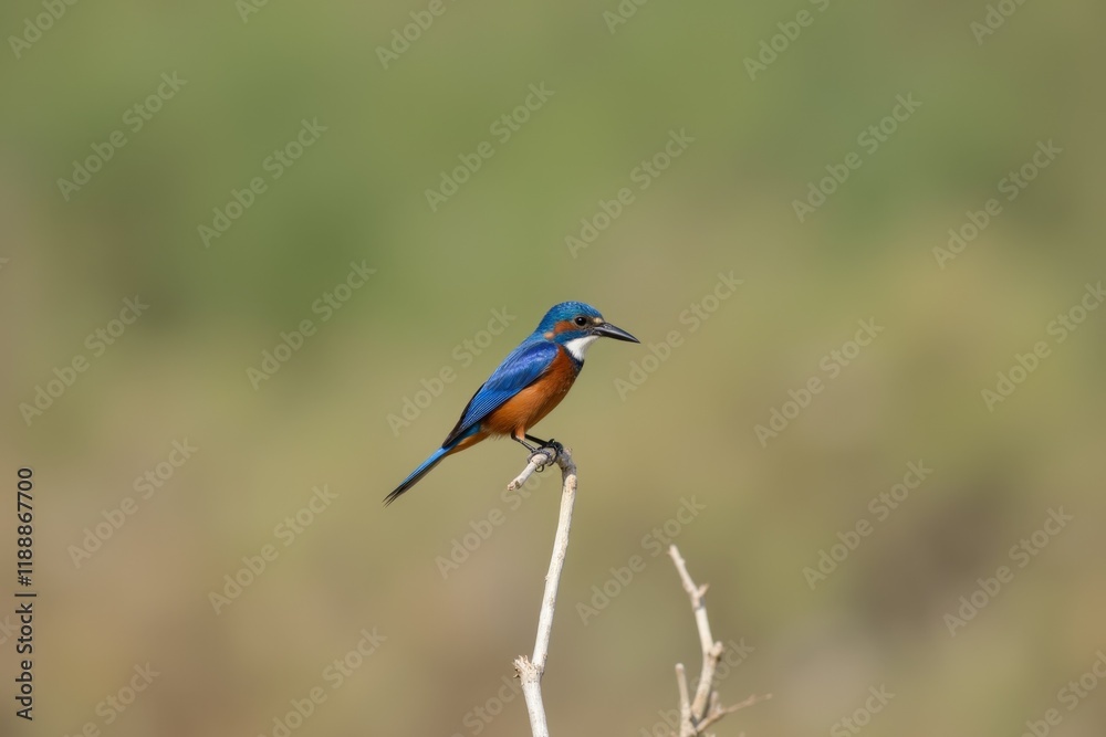 Vibrant Blue Bird Perched on a Thin Branch in a Natural Setting Vibrant Blue Bird Perched on a Thin Branch in a Natural Setting