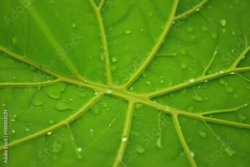Glistening Tropical Leaf with Dew Drops