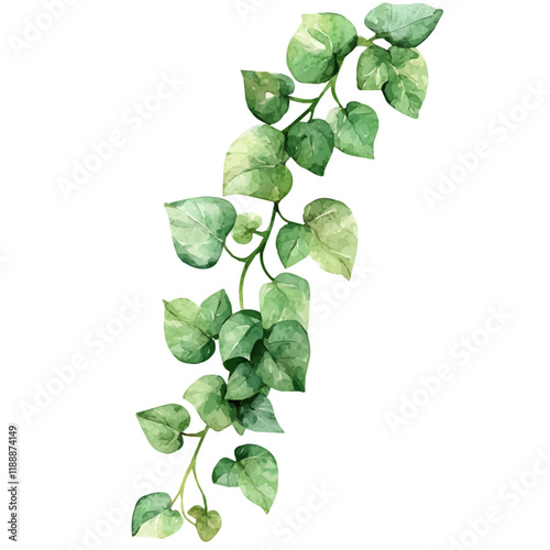 A watercolor vector painting of trailing jade, isolated on a white background. Trailing jade vector.

