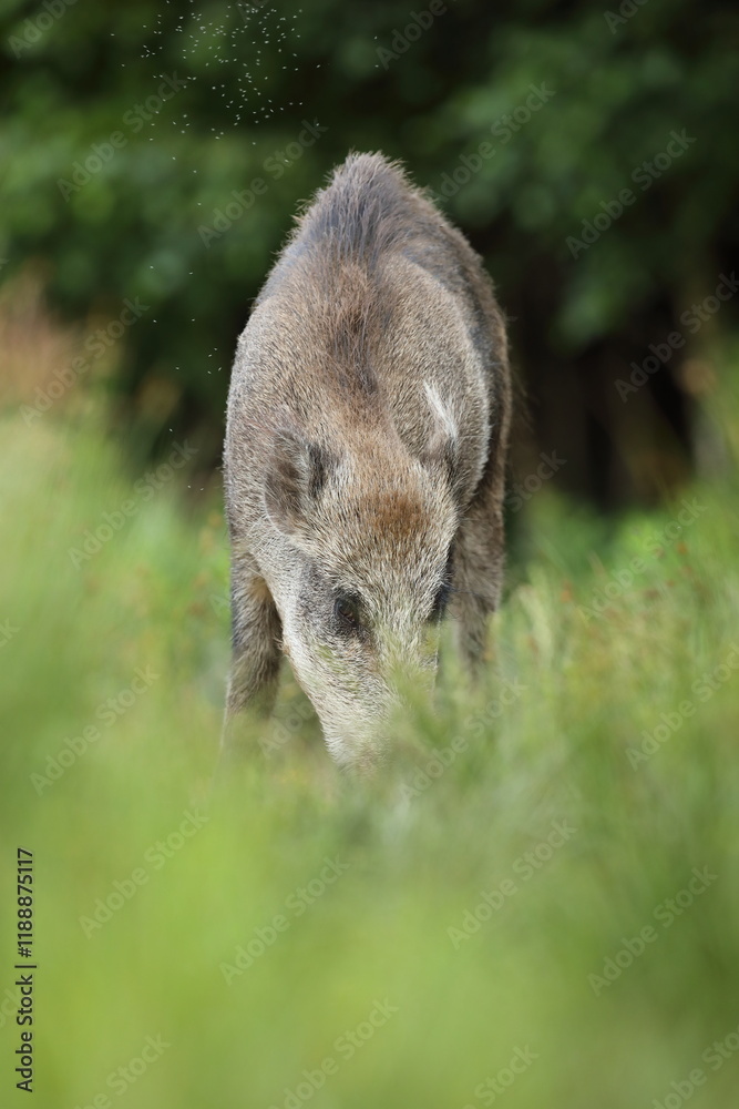 Dzik euroazjatycki, dzik, (Sus scrofa) Dzik euroazjatycki, dzik, (Sus scrofa)