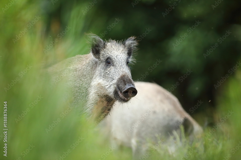 Fototapeta premium Dzik euroazjatycki, dzik, (Sus scrofa)