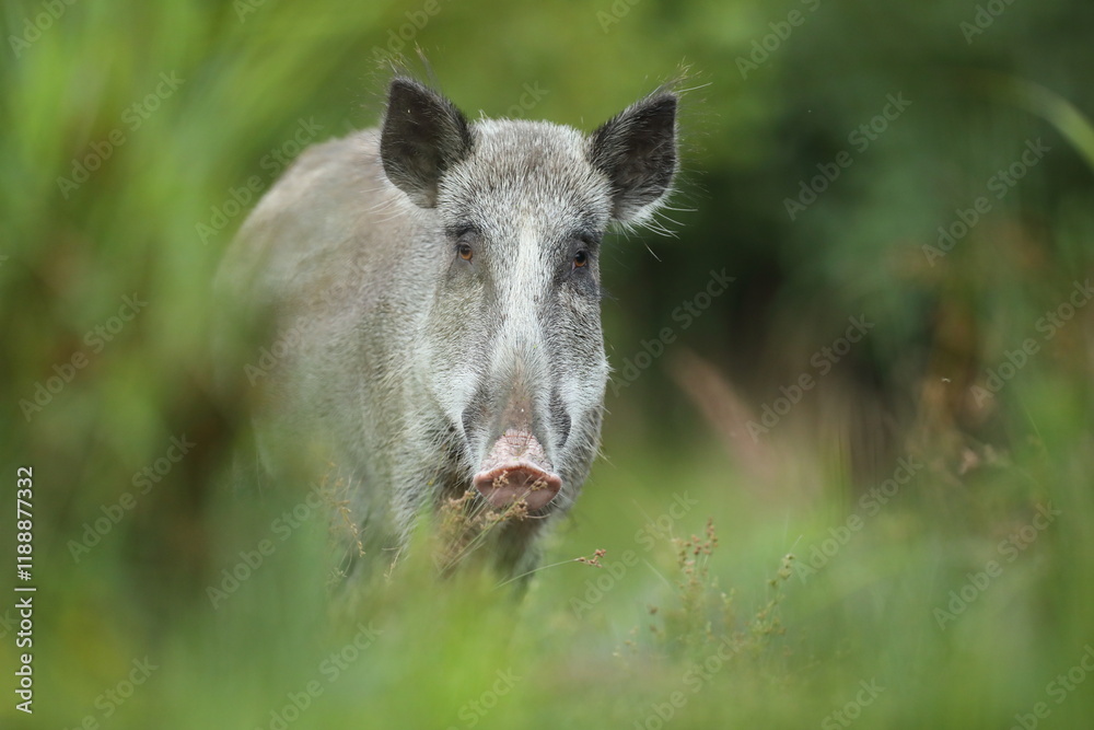 Dzik euroazjatycki, dzik, (Sus scrofa) Dzik euroazjatycki, dzik, (Sus scrofa)