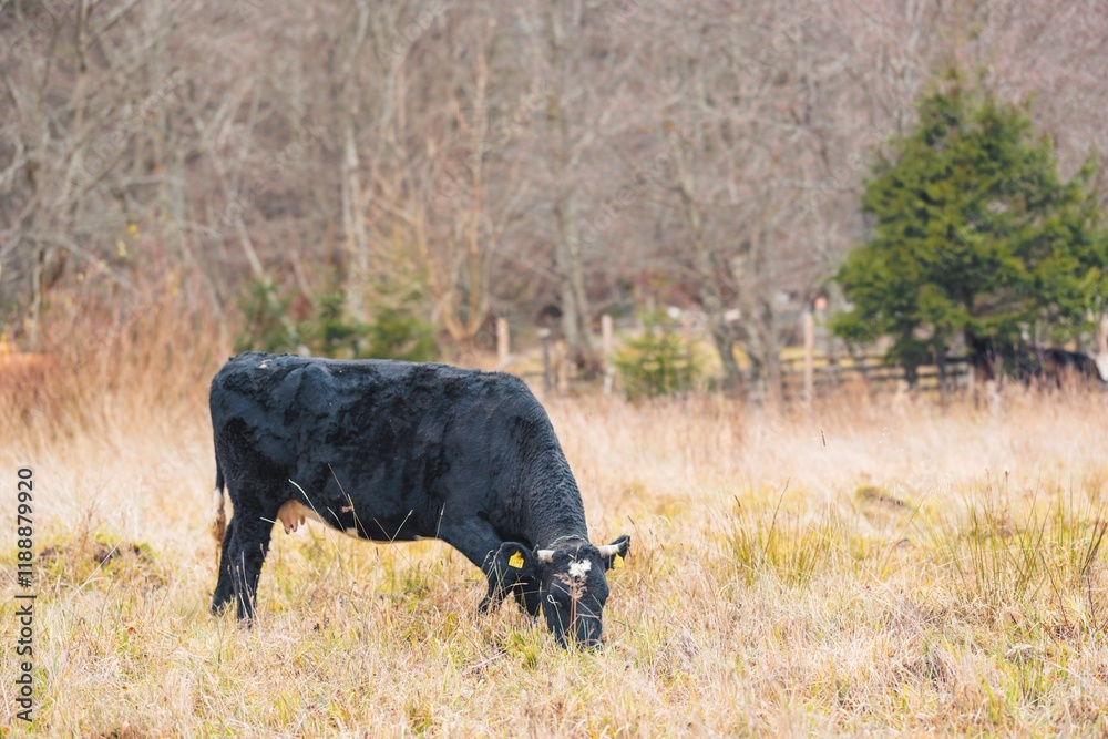 A black cow peacefully grazes in a lush field, surrounded by trees and dry grass as autumn colors begin to emerge. The scene evokes a tranquil rural setting during early fall A black cow peacefully grazes in a lush field, surrounded by trees and dry grass as autumn colors begin to emerge. The scene evokes a tranquil rural setting during early fall