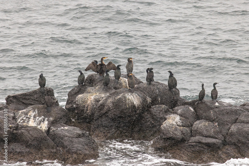 A flock of Japanese cormorants on a rock. South Kuriles photo